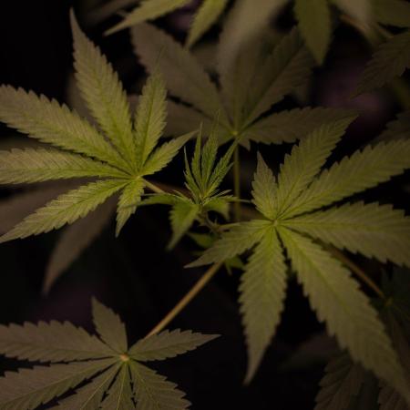 San Fernando Valley Kush-Paradise Seeds