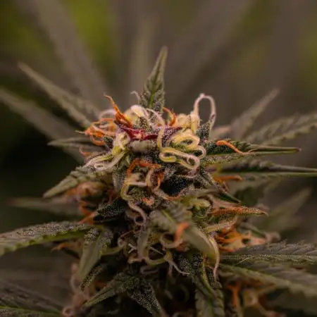 Mega Power Plant Auto - Spliff Seeds