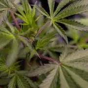 Lemon Crem Kush Auto - Spliff Seeds