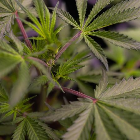 Lemon Crem Kush Auto - Spliff Seeds