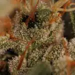 Paradise Seeds - Chem Cake