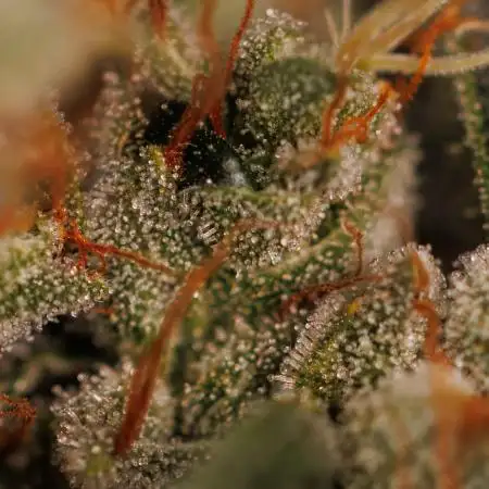 Paradise Seeds - Chem Cake