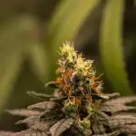 Spliff Seeds - Nevilles Haze
