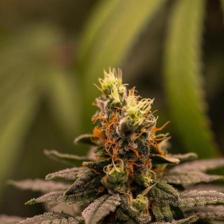 Spliff Seeds - Nevilles Haze