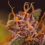 Guava Sundae Auto
