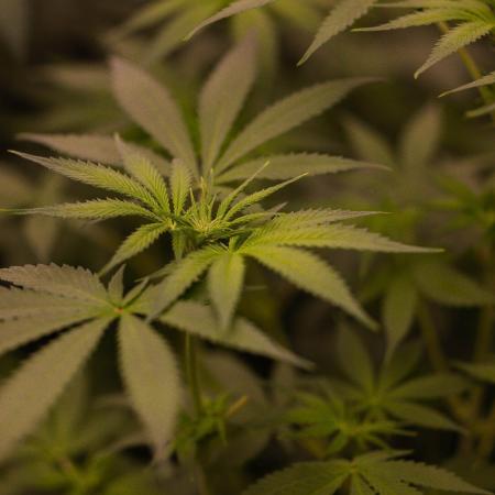 Gorilla Glue - Paradise Seeds
