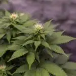 White Berry - Paradise Seeds