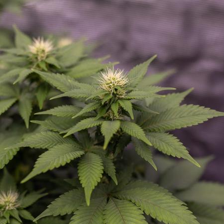 White Berry - Paradise Seeds