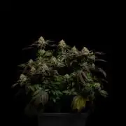 Acid - Paradise Seeds