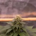 White Berry - Paradise Seeds