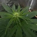Lemon Cherry Runtz - Fast Buds