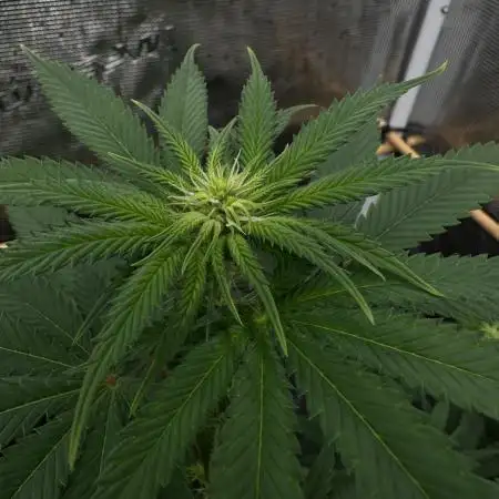 Lemon Cherry Runtz - Fast Buds