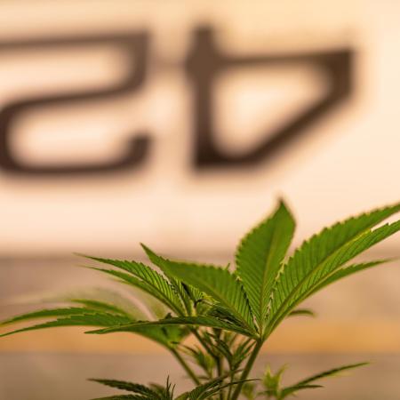 Fast Buds - Tropicana Cookies FF