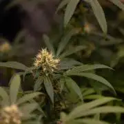 Spliffs Strawberry - Spliff Seeds