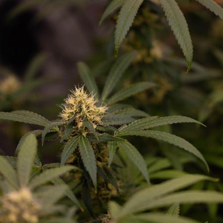 Spliffs Strawberry - Spliff Seeds