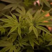 Gorilla Glue - Paradise Seeds
