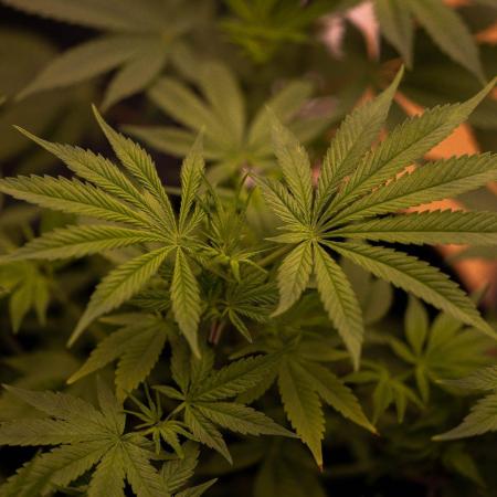 Gorilla Glue - Paradise Seeds