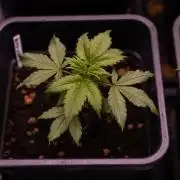 Dutch Auto - Spliff Seeds