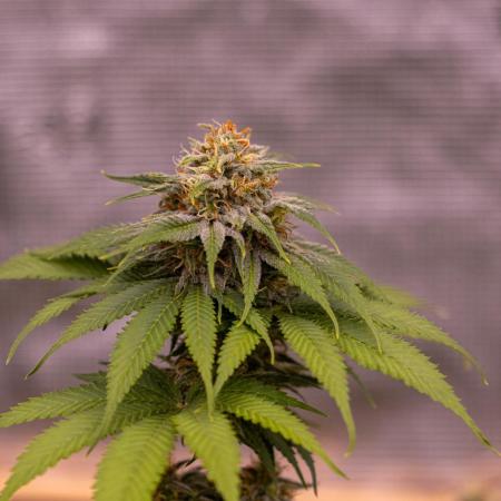 Doppler - Paradise Seeds