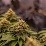 Super Skunk - Spliff Seeds