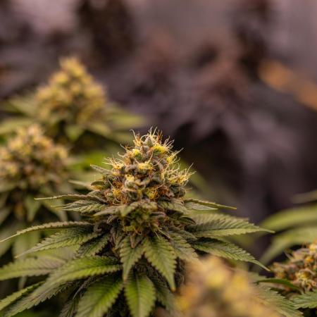 Super Skunk - Spliff Seeds