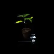 Mendo Guavo Auto