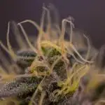 Biscotti Gelato - FastBuds