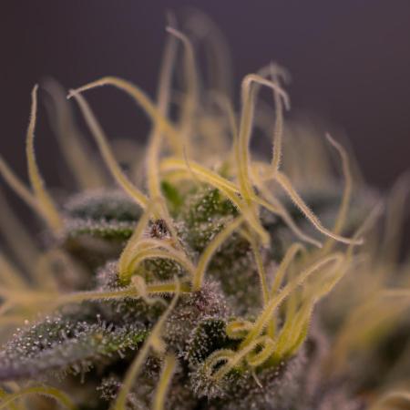 Biscotti Gelato - FastBuds