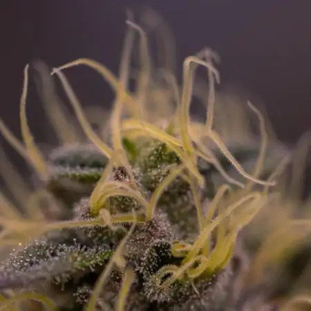 Biscotti Gelato - FastBuds