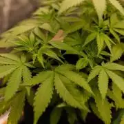 Blue Berry - Spliff Seeds