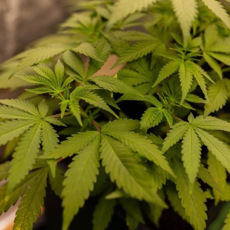 Blue Berry - Spliff Seeds