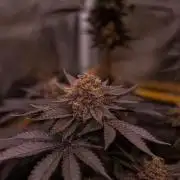 Biscotti Gelato - FastBuds