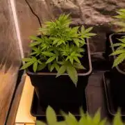 Spliffs Strawberry - Spliff Seeds