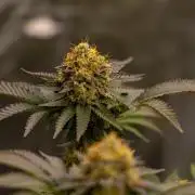 Acid - Paradise Seeds