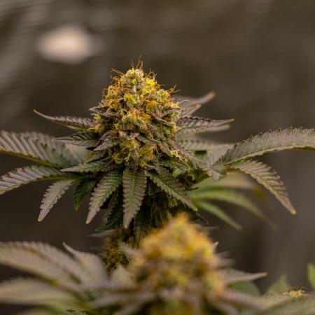 Acid - Paradise Seeds