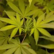 Spliffs Strawberry - Spliff Seeds