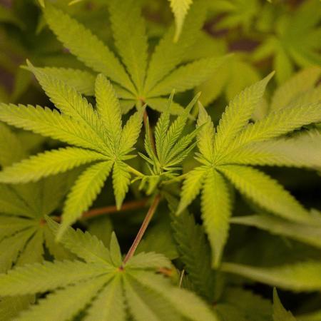 Spliffs Strawberry - Spliff Seeds