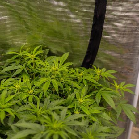 Paradise Seeds - Stromboli Auto