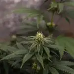 Lemon Cherry Runtz - Fast Buds
