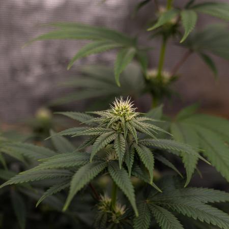 Lemon Cherry Runtz - Fast Buds