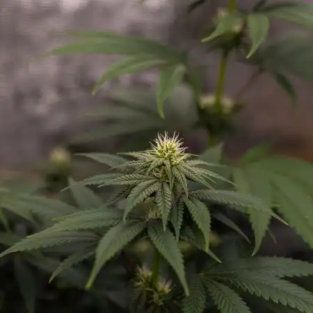 Lemon Cherry Runtz - Fast Buds