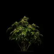 Tester# 494 x 1500 - Paradise Seeds