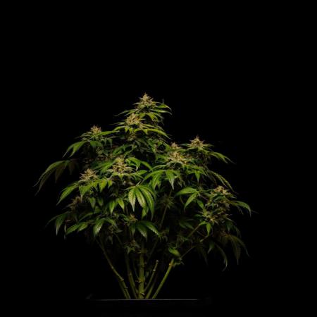 Tester# 494 x 1500 - Paradise Seeds