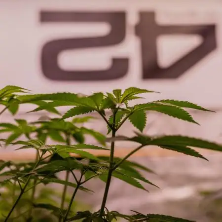 Fast Buds - Gorilla Melon
