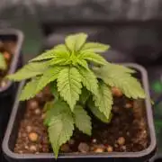 Tester# 604d x 1500 - Paradise Seeds