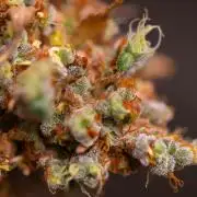 Spliffs Strawberry - Spliff Seeds