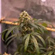 Spliffs Strawberry - Spliff Seeds