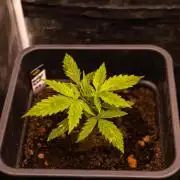 Paradise Seeds - Vertigo Auto