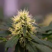 Spliffs Strawberry - Spliff Seeds