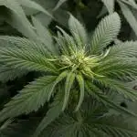 Bubblegun - Spliff Seeds